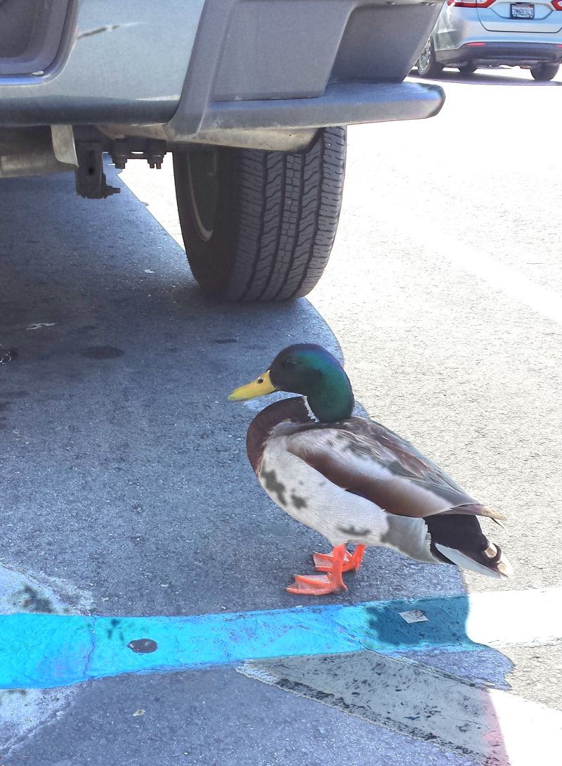 800x1089 20180419_104903.jpg